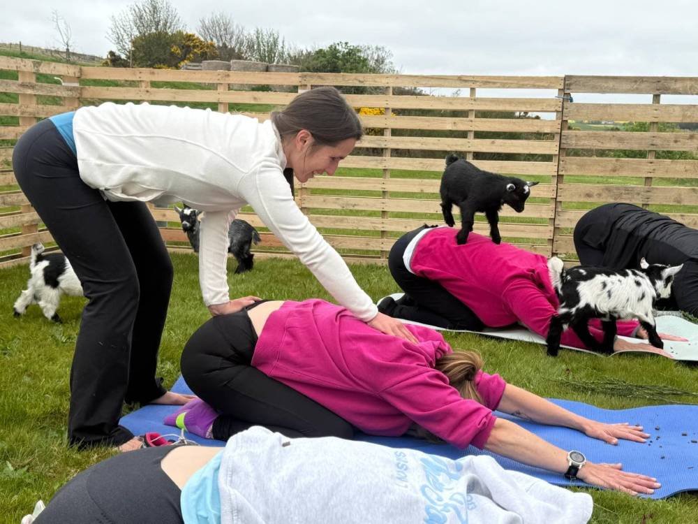 goats & yoga retreats